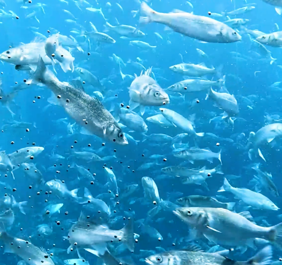 Hos BioMar er en ny digital platform sat i søen